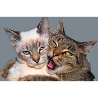 ����������� ��������� /5�/ - marislav.ru - ������������