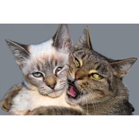 ����������� ��������� /15�/ - marislav.ru - ������������